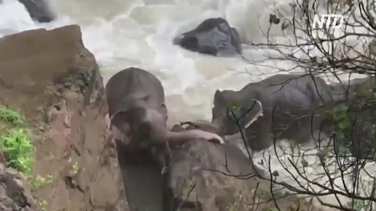 11 слонов погибли в национальном парке Таиланда, упав в водопад