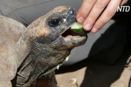 Зубчатых черепах возвращают в Аргентину