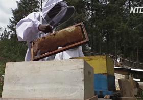 Цены на мёд в Руанде растут, а пчёл становится меньше