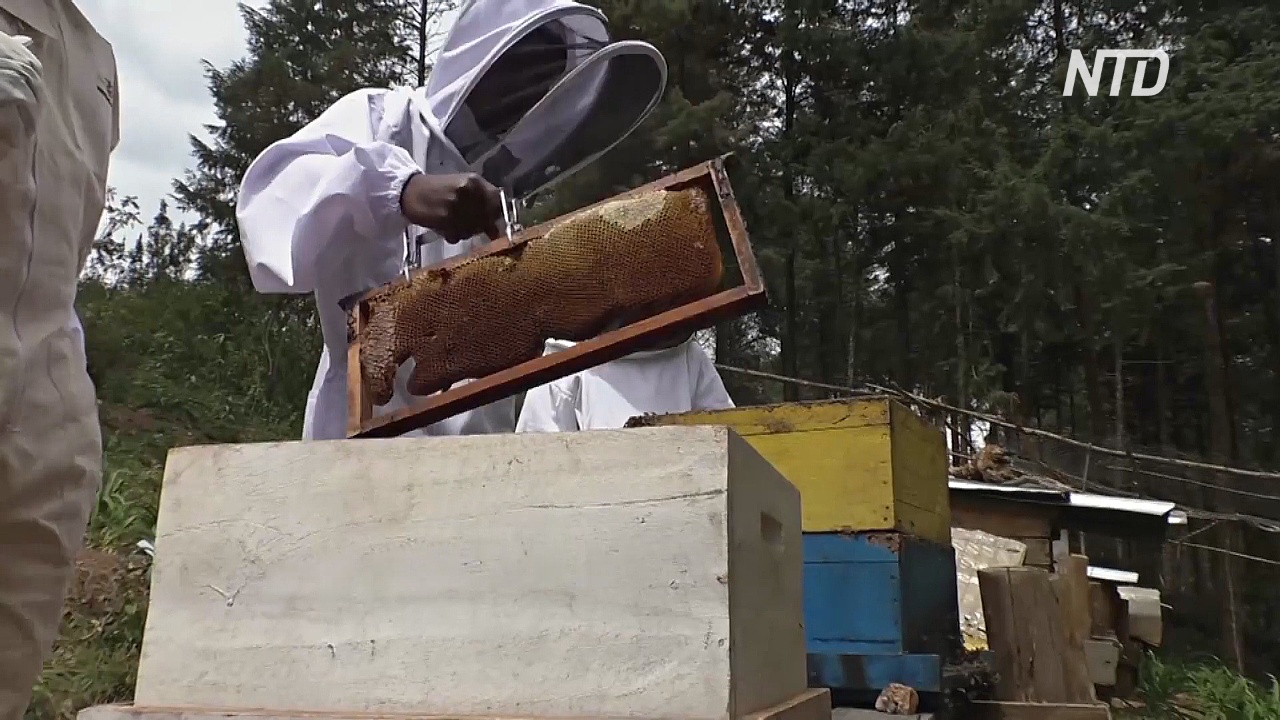 Цены на мёд в Руанде растут, а пчёл становится меньше