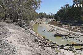 Вторая по длине река Австралии высыхает: люди обвиняют власти