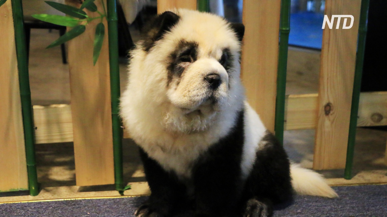 В китайском кафе появились собаки, перекрашенные в панд