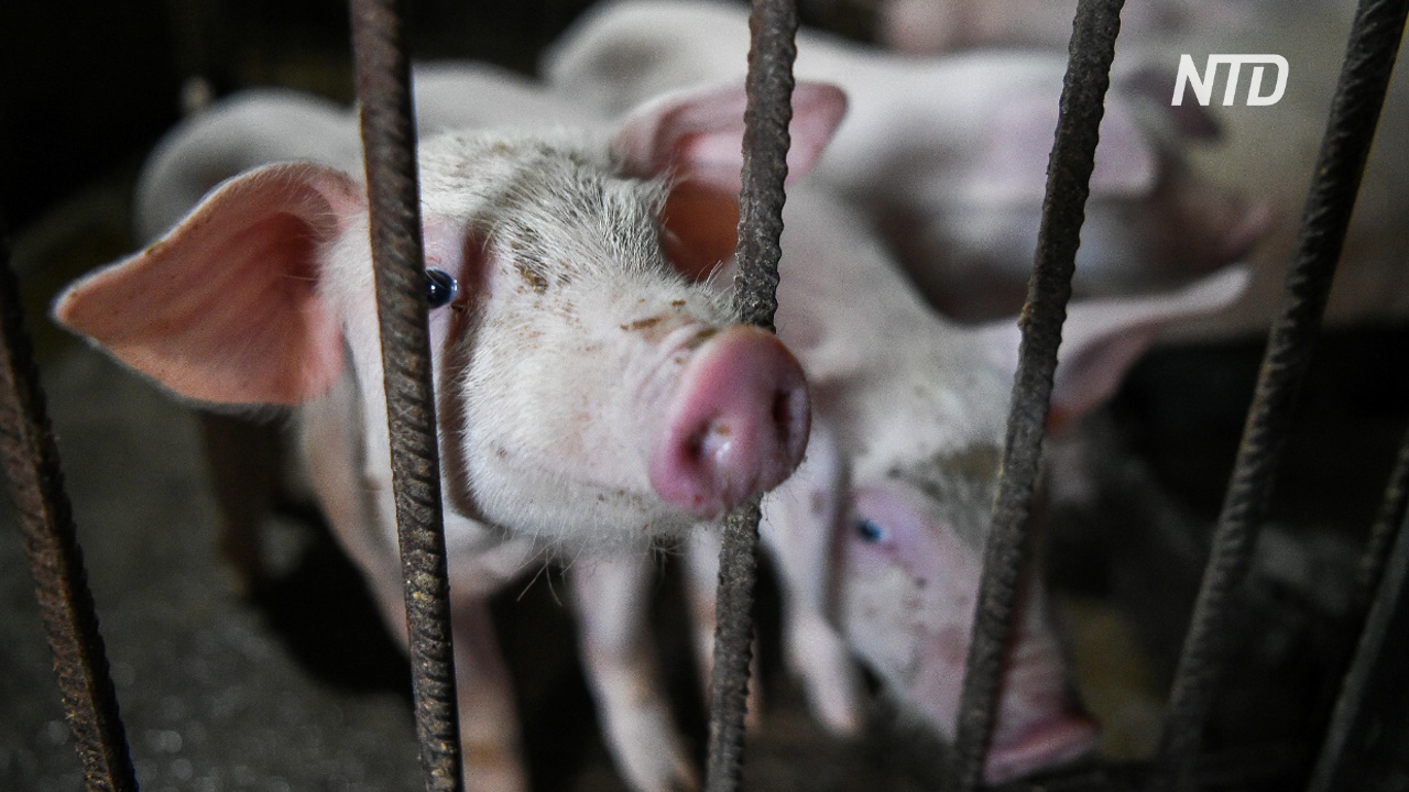 Эксперты: африканская чума свиней несёт глобальную угрозу