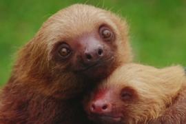 Приют для ленивцев: гамаки, еда и никакой спешки
