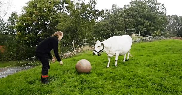 Корова играет в футбол. Забавное видео.