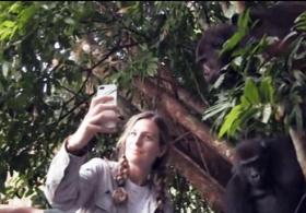 Девочка выросла с парой горилл. Спустя 12 лет они встретились