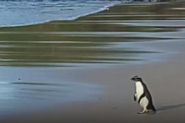 Пингвин-путешественник переплыл Тасманово море, преодолев 2500 км