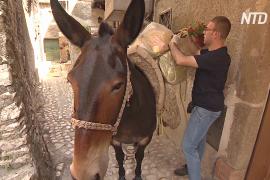 В итальянском городке мусор вывозят мулы