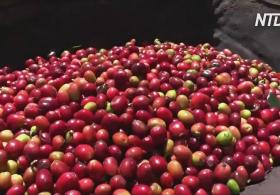 Индонезийские фермеры получают выгоду от кофейного бума