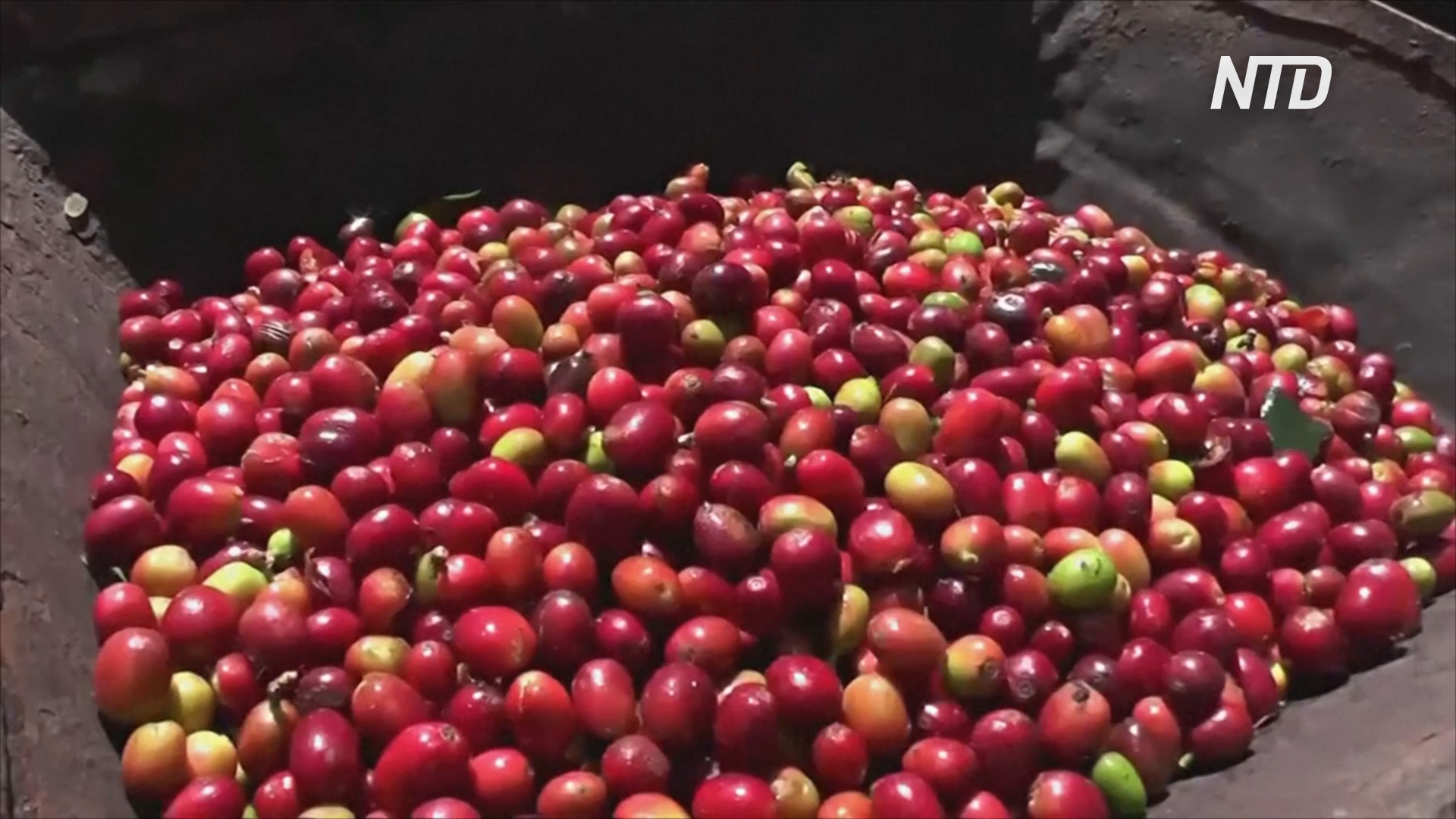 Индонезийские фермеры получают выгоду от кофейного бума