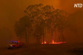 В двух штатах Австралии ввели режим ЧП из-за пожаров