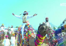 Верблюды, танцы и конкурсы: знаменитая верблюжья ярмарка в Индии
