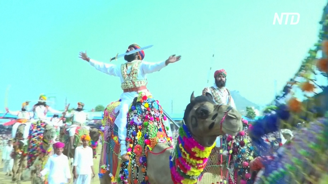 Верблюды, танцы и конкурсы: знаменитая верблюжья ярмарка в Индии