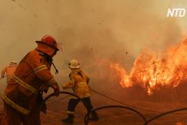 Пожары в Австралии помогает тушить беременная пожарная