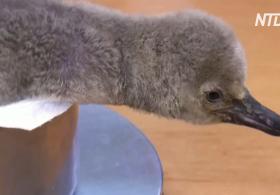 Пражский зоопарк показал птенца редкого пингвина Гумбольдта