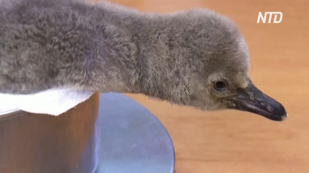 Пражский зоопарк показал птенца редкого пингвина Гумбольдта