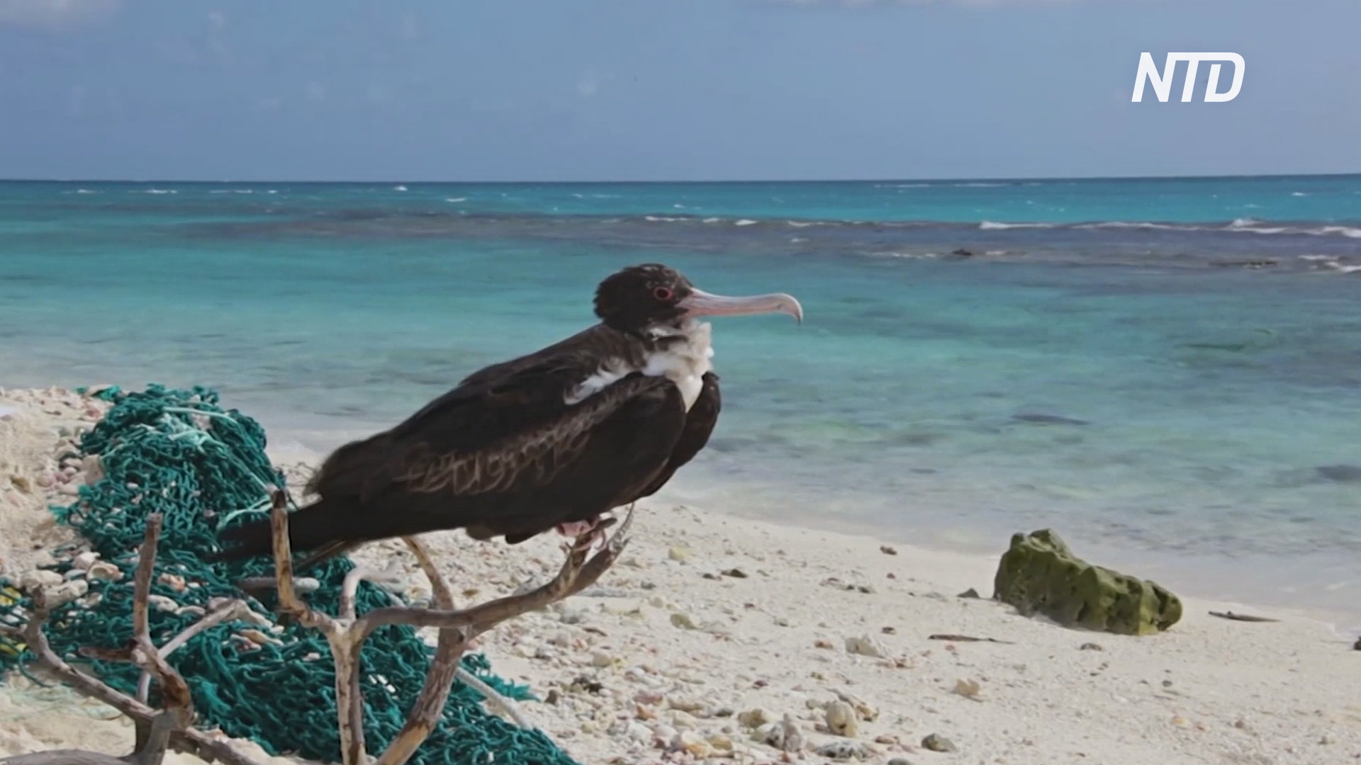 Пластик угрожает популяции альбатросов на атолле Мидуэй