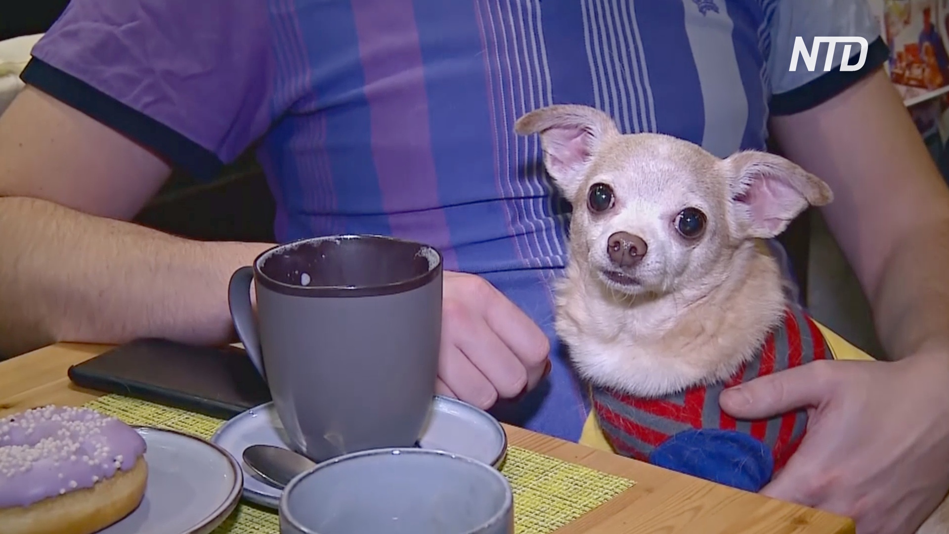 Собачье кафе в Перми процветает само и помогает бездомным питомцам
