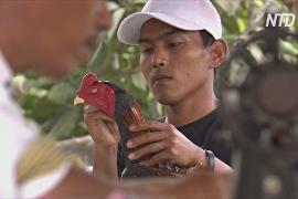 Индонезийцы превращают отходы в красивые фигурки петухов