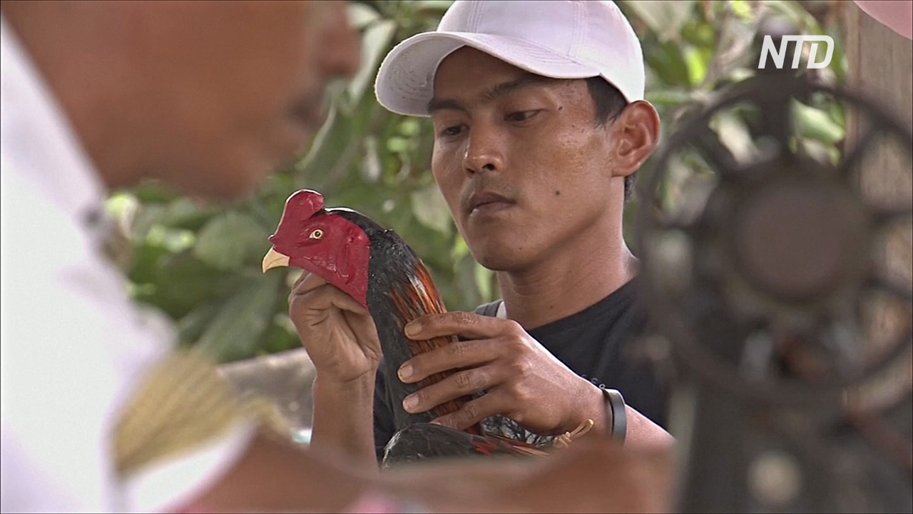 Индонезийцы превращают отходы в красивые фигурки петухов