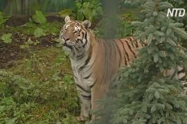 Польский зоопарк Канпол принял двух спасённых тигров, ехавших в Россию