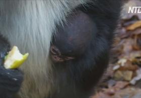 Детёныш мексиканской паукообразной обезьяны – рождение года для зоопарка Чехии