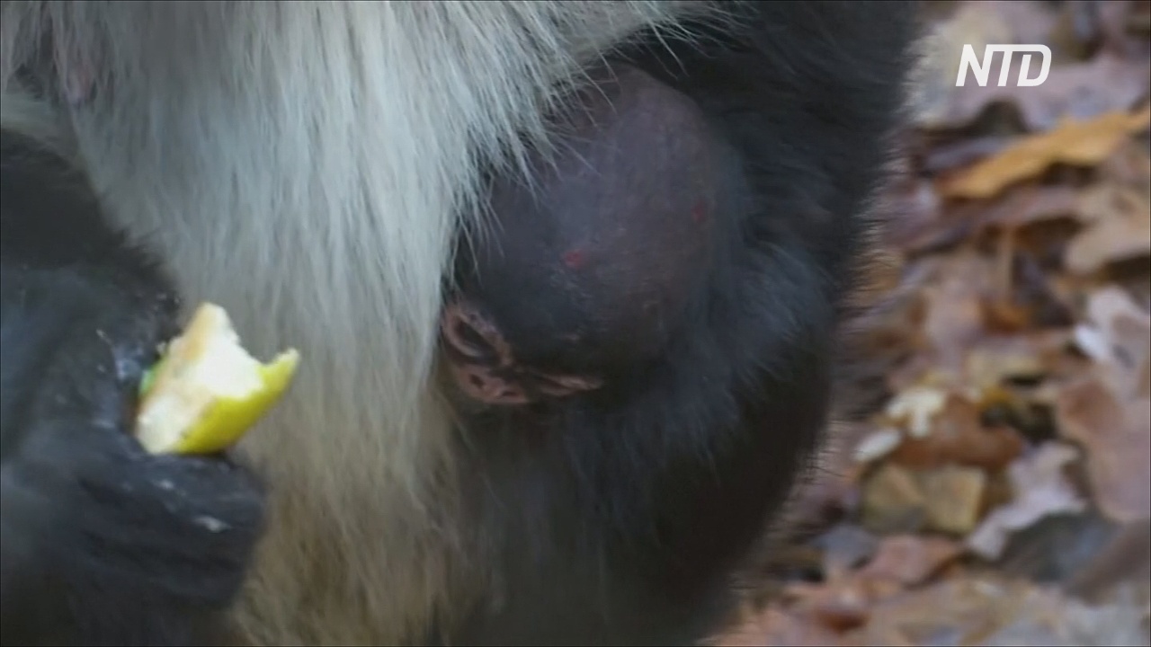 Детёныш мексиканской паукообразной обезьяны – рождение года для зоопарка Чехии