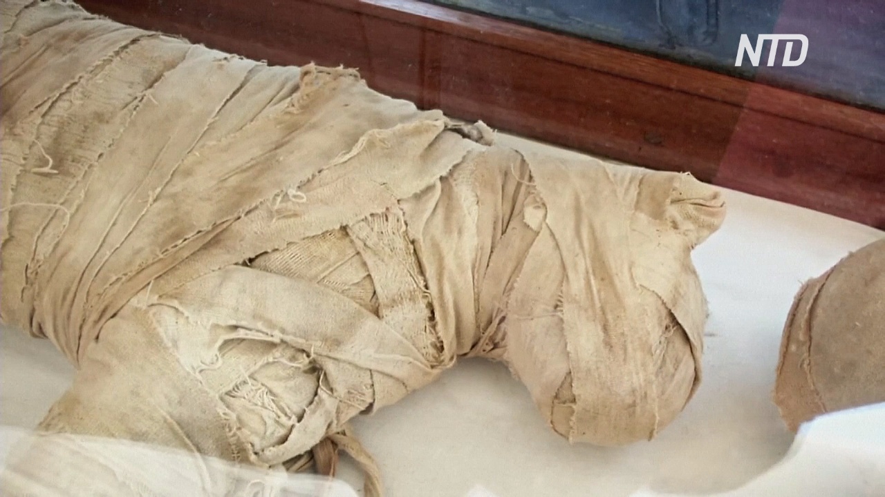 Мумии кошек и крокодилов: в Египте нашли древний тайник