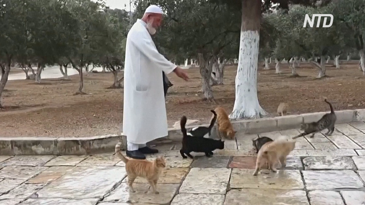 «Папа всех котят» кормит животных в мечети эль-Акса