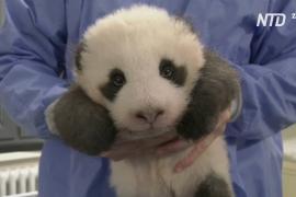 Как икает детёныш панды: видео от берлинского зоопарка