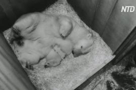 В венском зоопарке подрастает новорождённый белый медвежонок