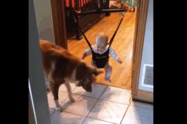 Собака учит ребёнка прыгать. Забавное видео