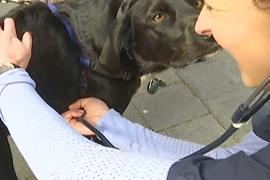 Ветеринары бесплатно лечат собак и кошек бездомных