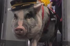 Свинка-антистресс развлекает пассажиров перед полётом