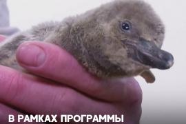 Редкий пингвин Гумбольдта вылупился в Пражском зоопарке
