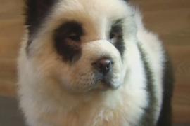 Собак в китайском кафе перекрасили в панд