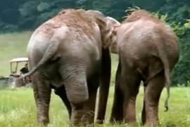 Встреча слонов после 22 лет разлуки. Трогательное видео