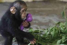 Люди нашли способ растопить сердце детёныша шимпанзе