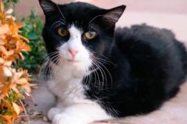 20-летний кот из приюта очаровал новую семью