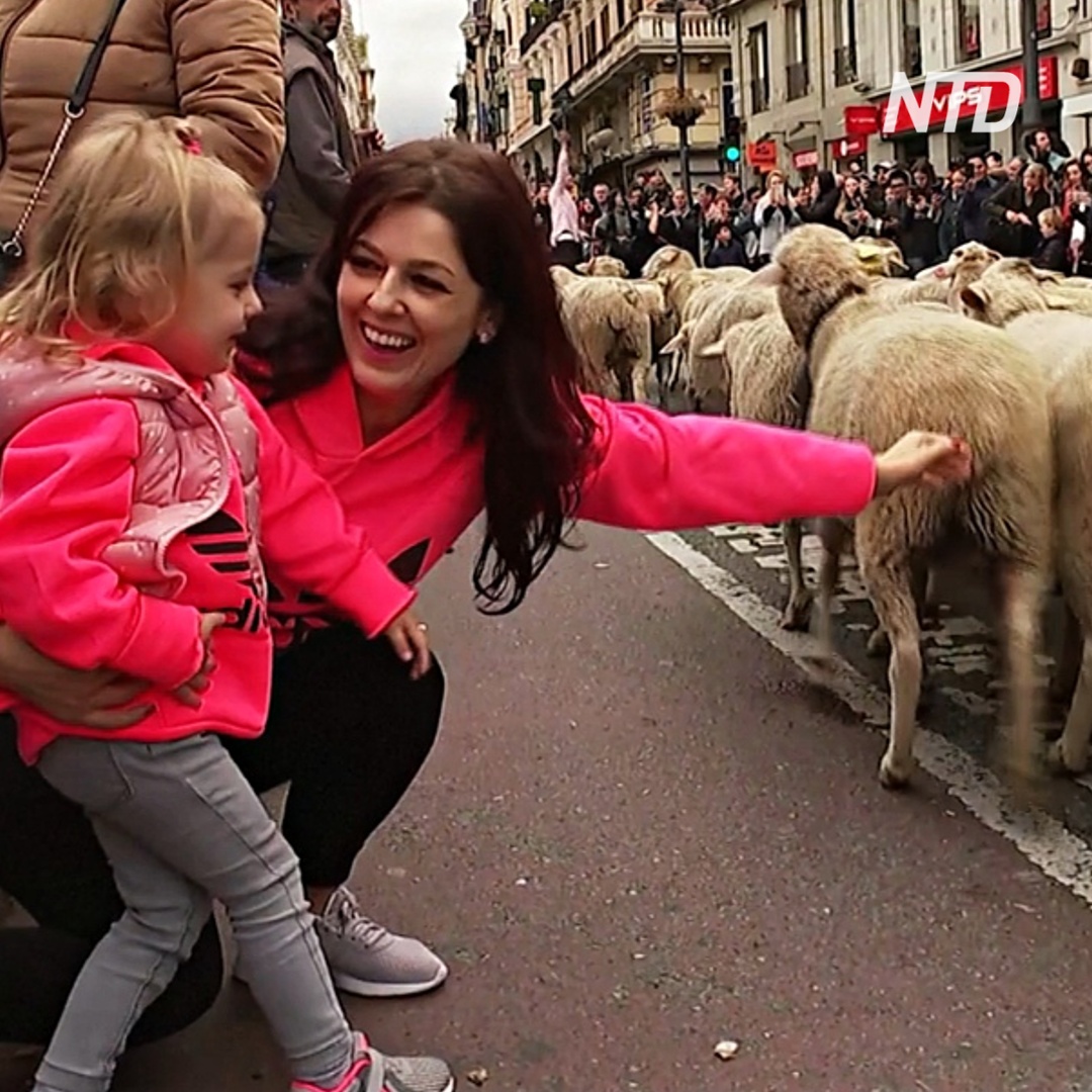 Тысячи овец вместо машин: древний путь через Мадрид