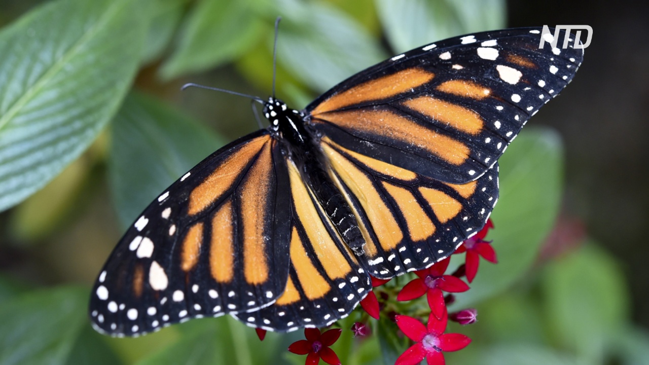 Миллионы бабочек-монархов украсили заповедник в Мексике