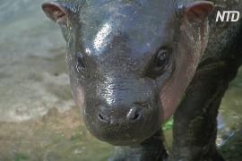 Тайский зоопарк выбирает имя карликовому бегемоту