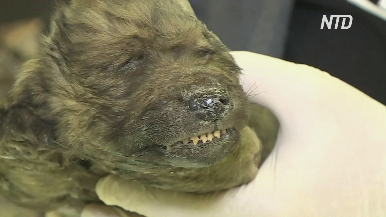Якутские учёные показали останки щенка, жившего 18 000 лет назад