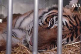Испания приютила пять тигров, спасённых по пути в Дагестан