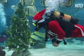 Ёлка для акул: в Будапештском океанариуме готовятся к Рождеству