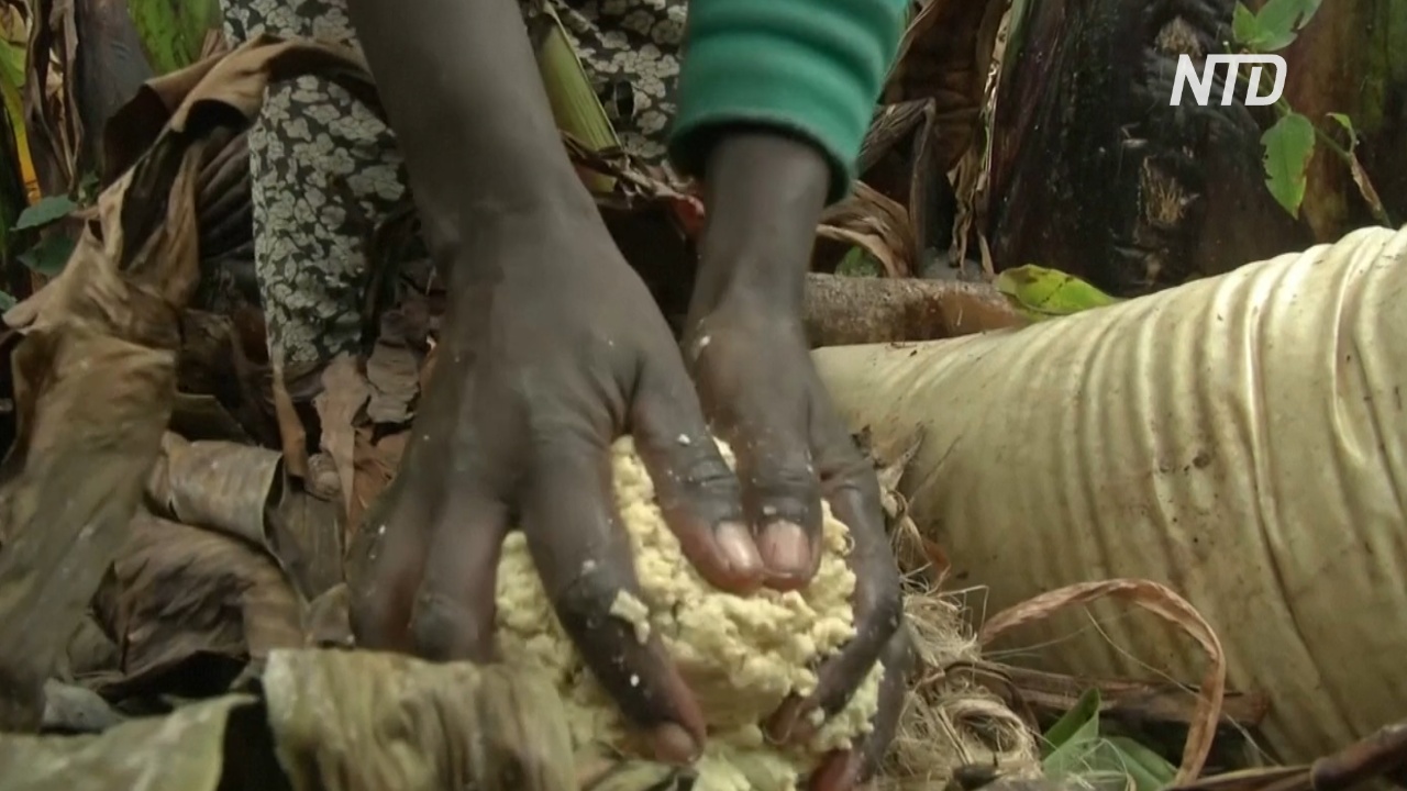 Почему энсета – суперпродукт для жителей Эфиопского нагорья