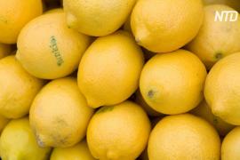 Калифорнийская компания выращивает лимоны без косточек