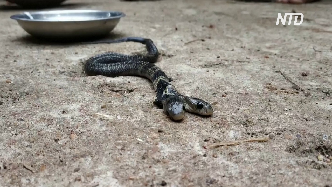 Двухголовая змея вызвала переполох в Индии