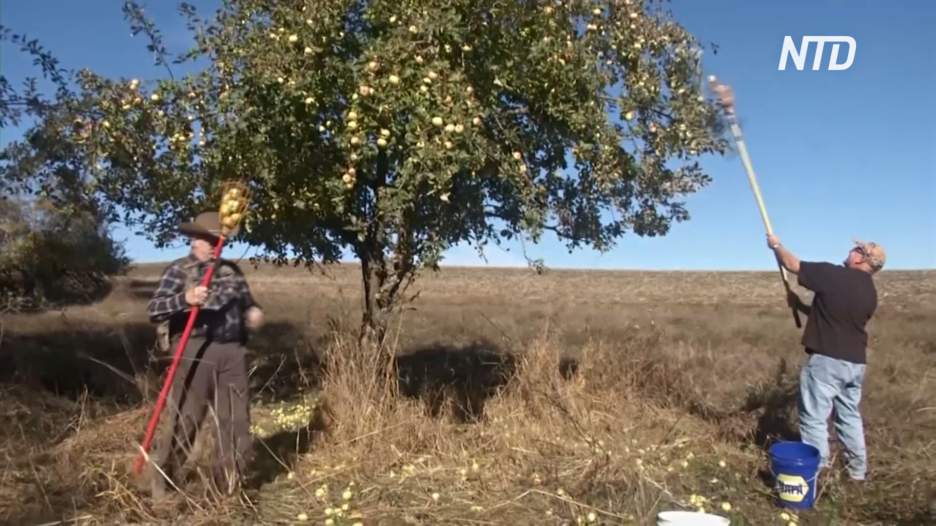 Два американских пенсионера разыскивают исчезнувшие сорта яблонь