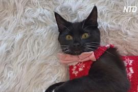 В вашингтонском кошачьем кафе нарядили питомцев в рождественские свитера